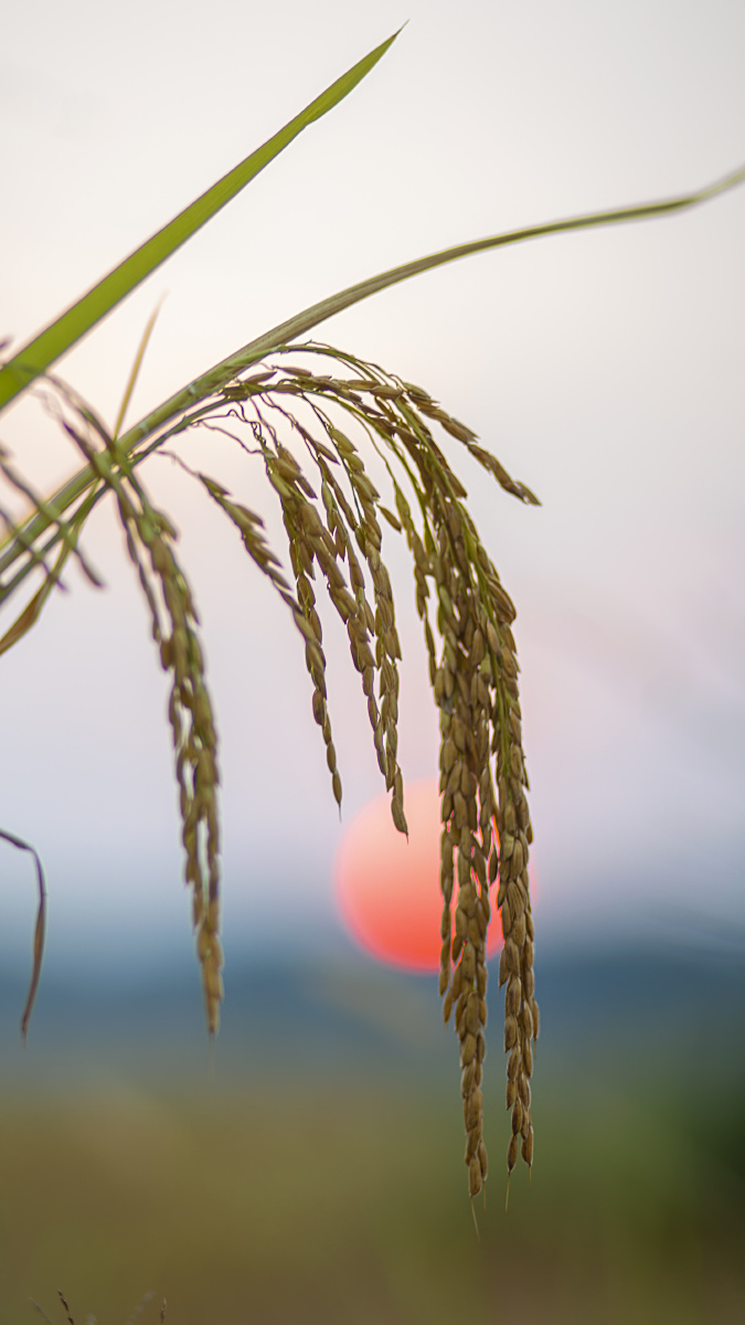 秋风陌上稻穗黄