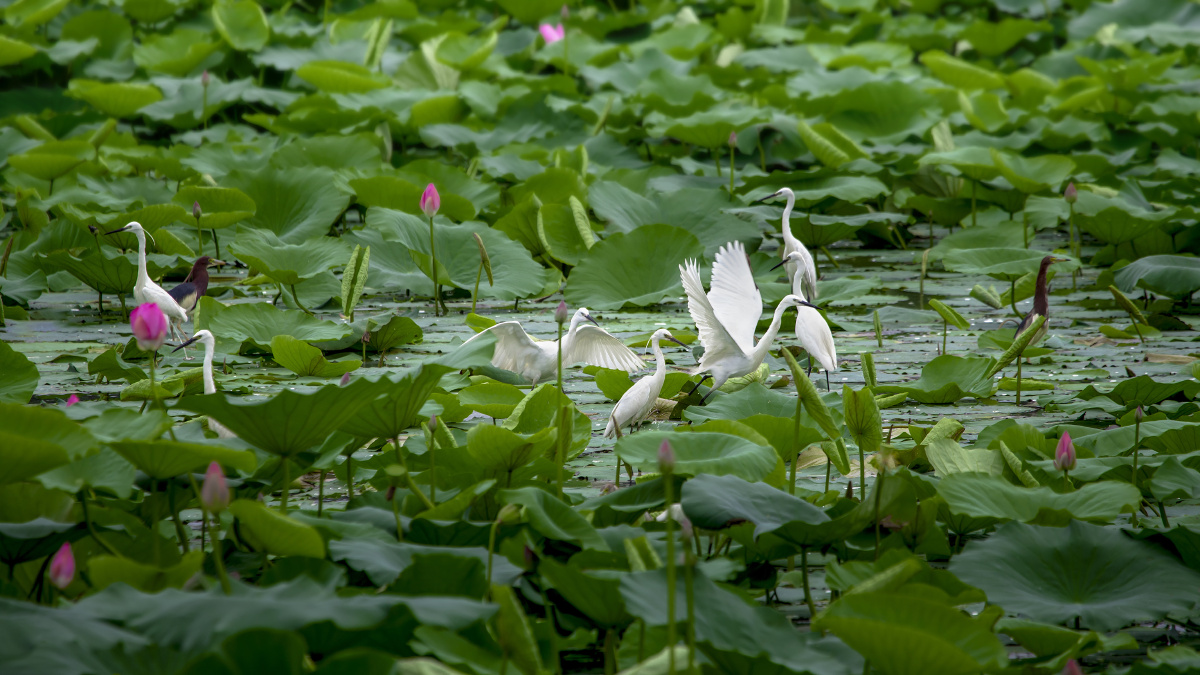 荷塘白鹭