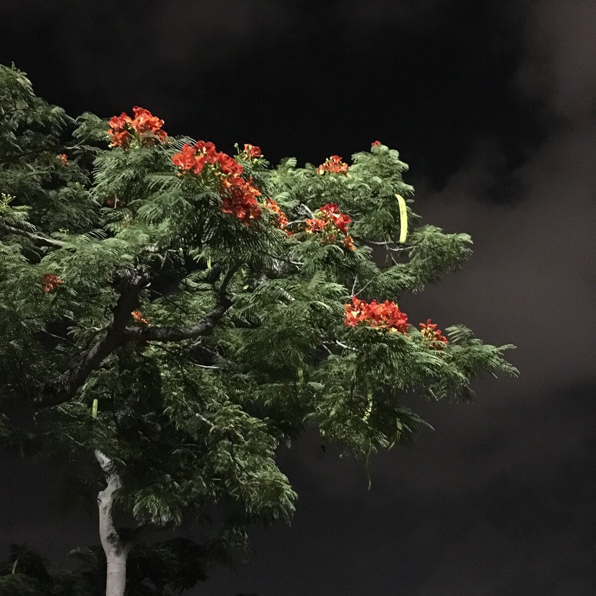 <a href="https://tuchong.com/tags/%E5%8E%A6%E9%97%A8/" target="_blank">#厦门</a>#夜晚的鹭岛。