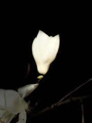 2B0BF0FB-E2B0-4E31-9D8C-8E7446CCF32E/L0/001