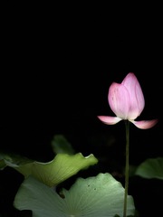 281A20DB-2406-4B47-9EF7-E5A2F91EF5FA/L0/001