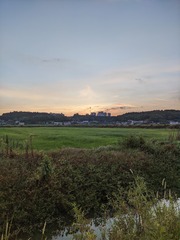 466717