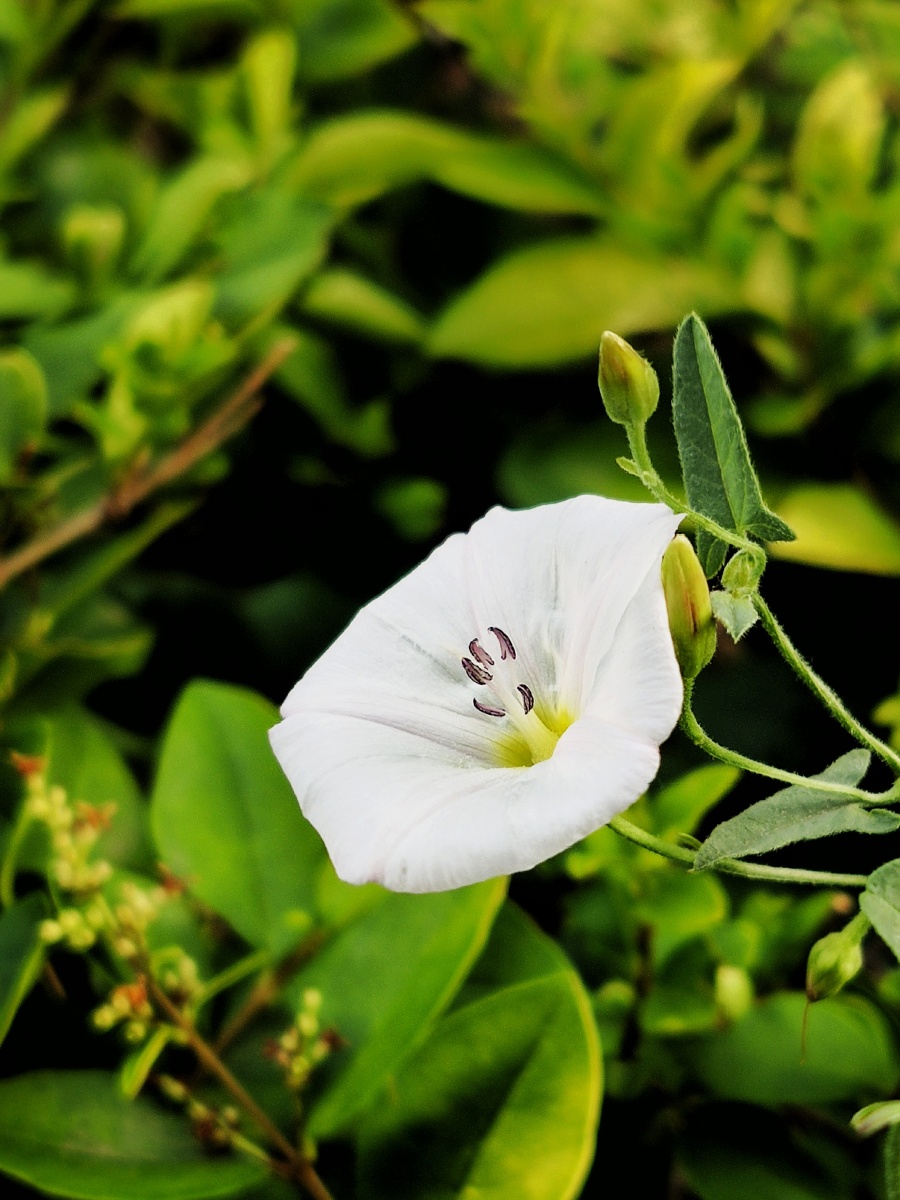 路边野牵牛花