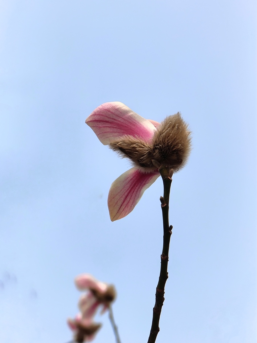 含苞待放的玉兰花