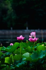 DSC08308-1