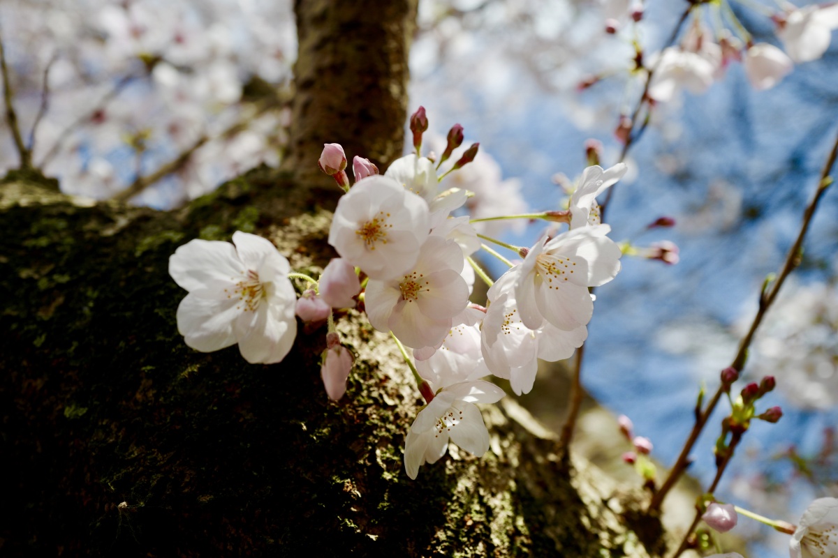 日本福冈赏樱花