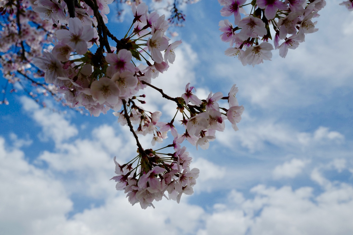 日本福冈赏樱花