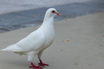 147481