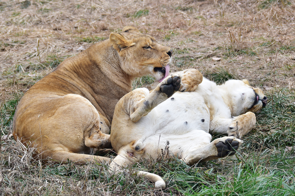 狮子也有卖萌的时刻