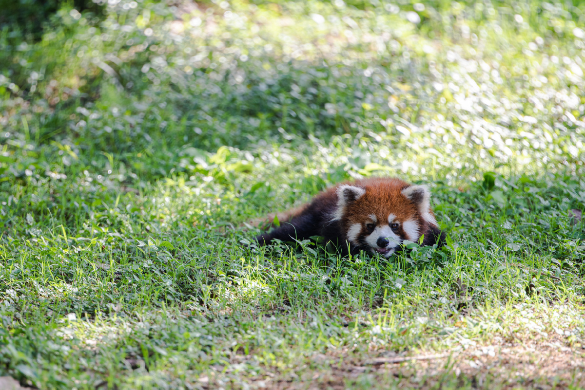 趴在草地上的小熊猫