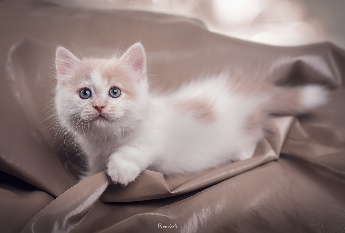 曼奇金短腿猫0904