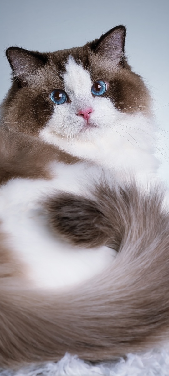 海豹双色布偶猫1128