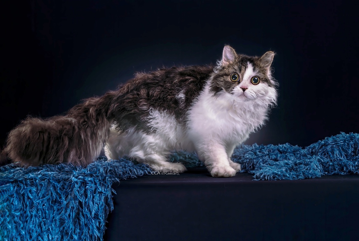 赛尔凯克卷毛猫1016