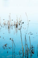 武汉东湖落雁-9