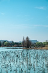 武汉东湖落雁-53