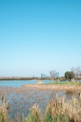 武汉东湖落雁-62