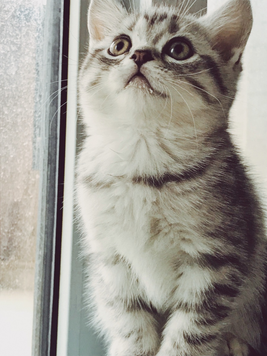 刚喝完奶思考猫生