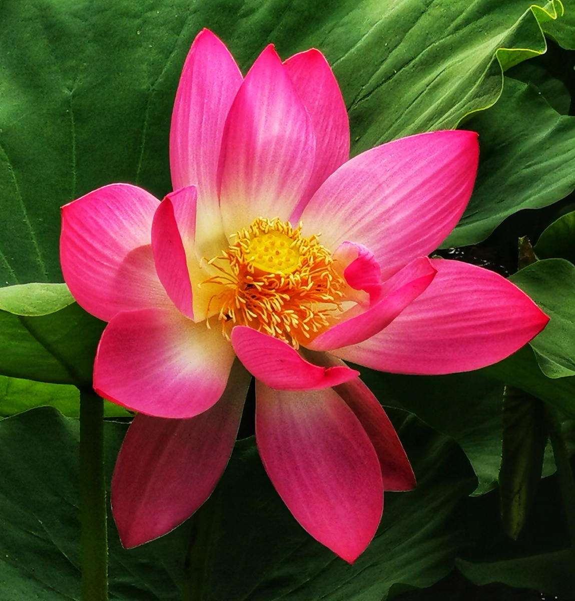 夏日荷花别样红