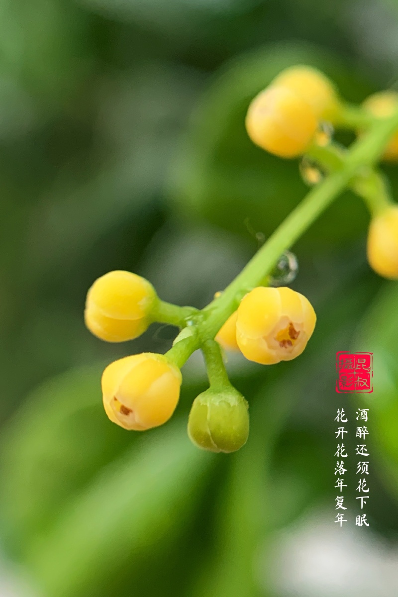 酒醉还须花下眠花开花落年复年