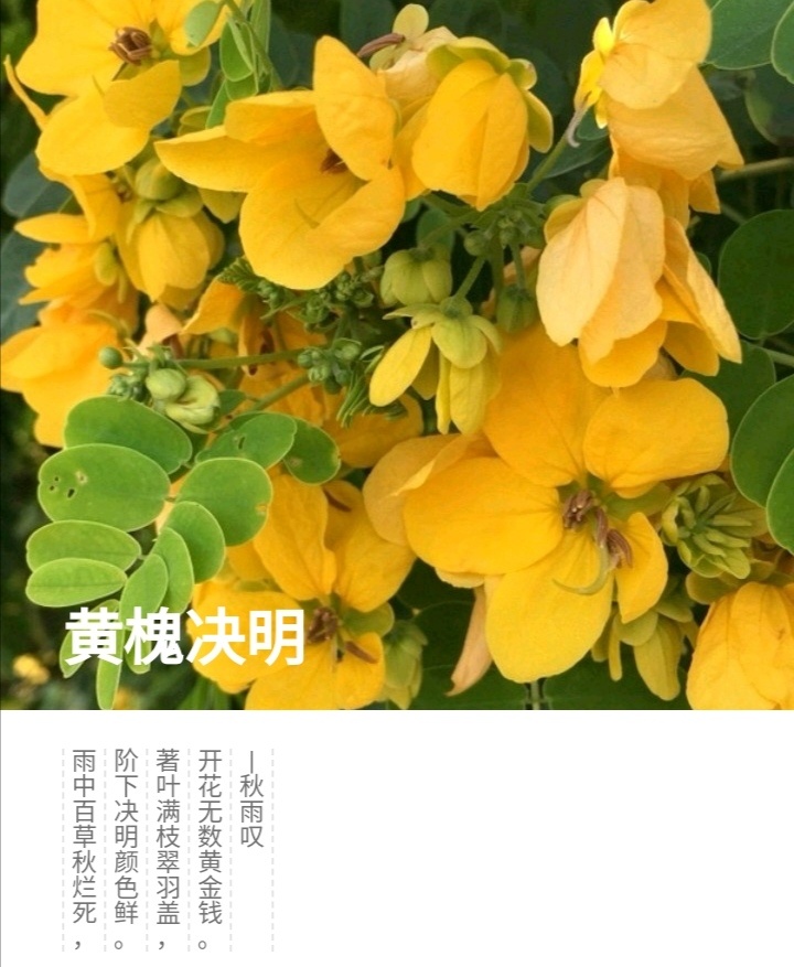 黄槐决明