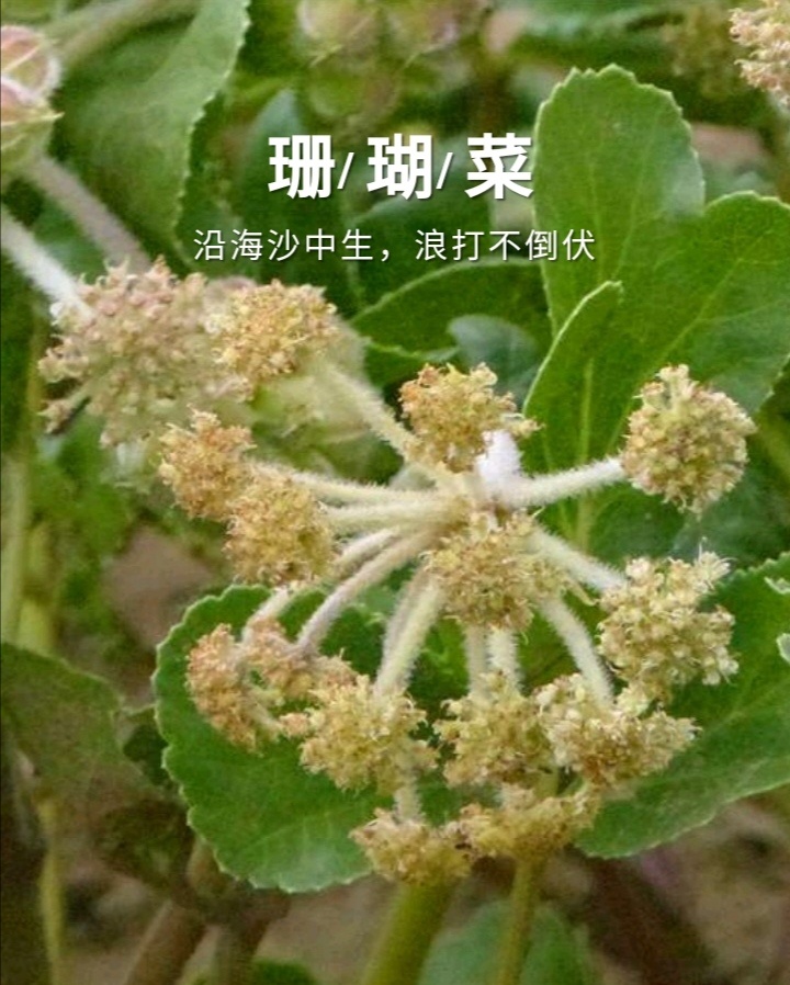 珊瑚菜