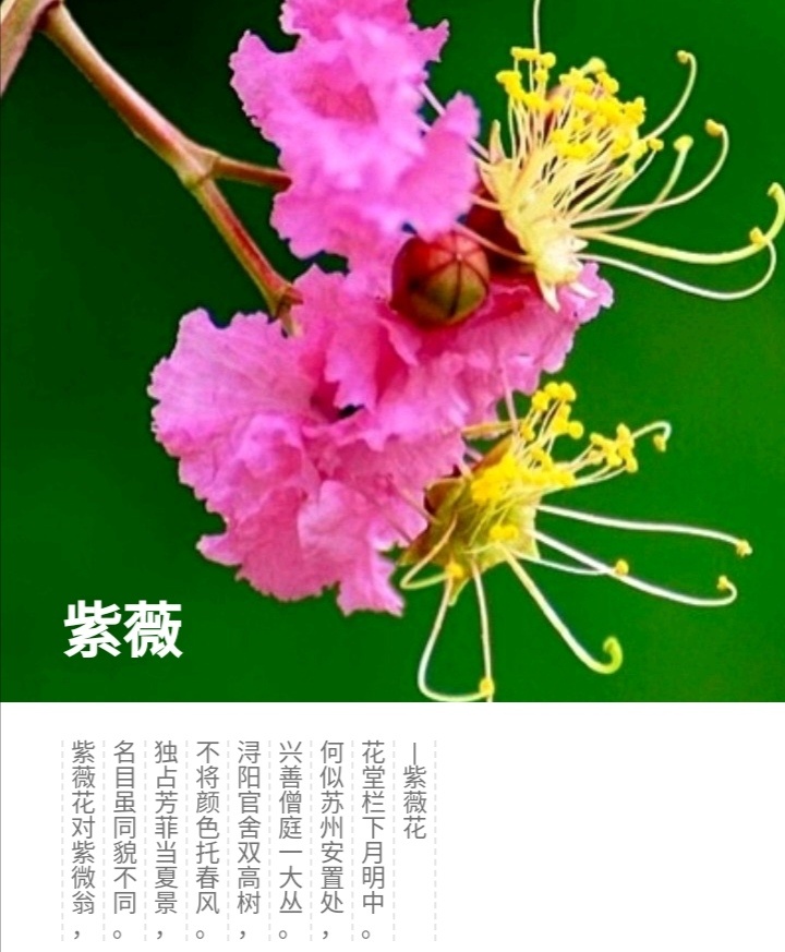 紫薇