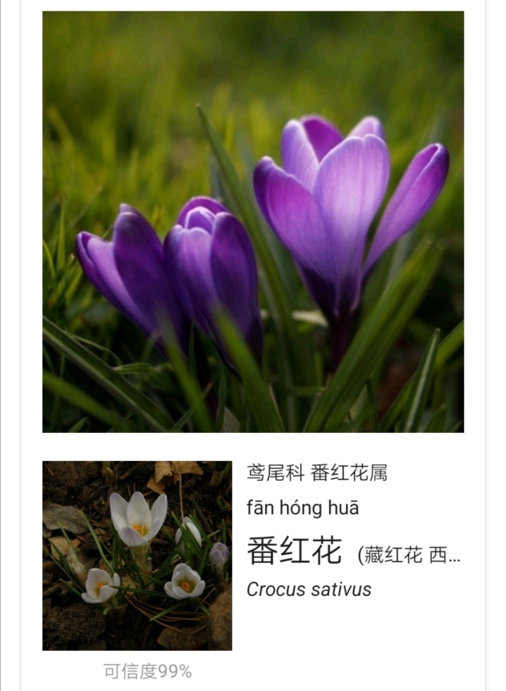 番红花
