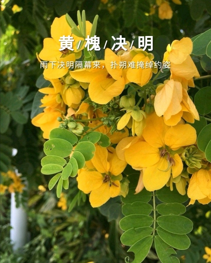 黄槐决明