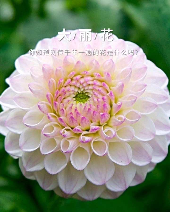 大丽花 - 蔡阳羊