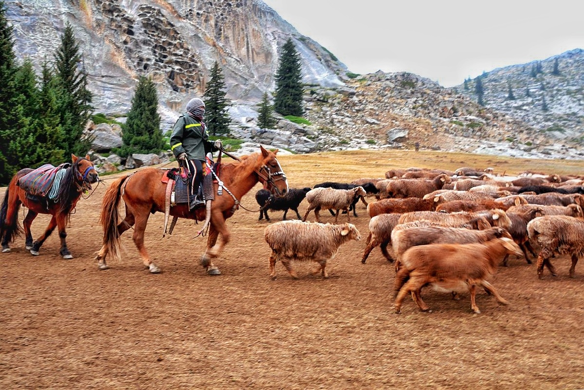 可可托海牧羊人
