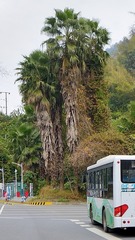 156767