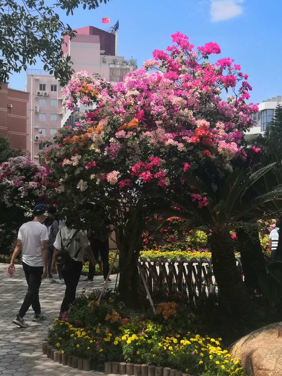 十月的厦门风和日丽,处处可见盛开的三角梅,而这株植物园门口的多色