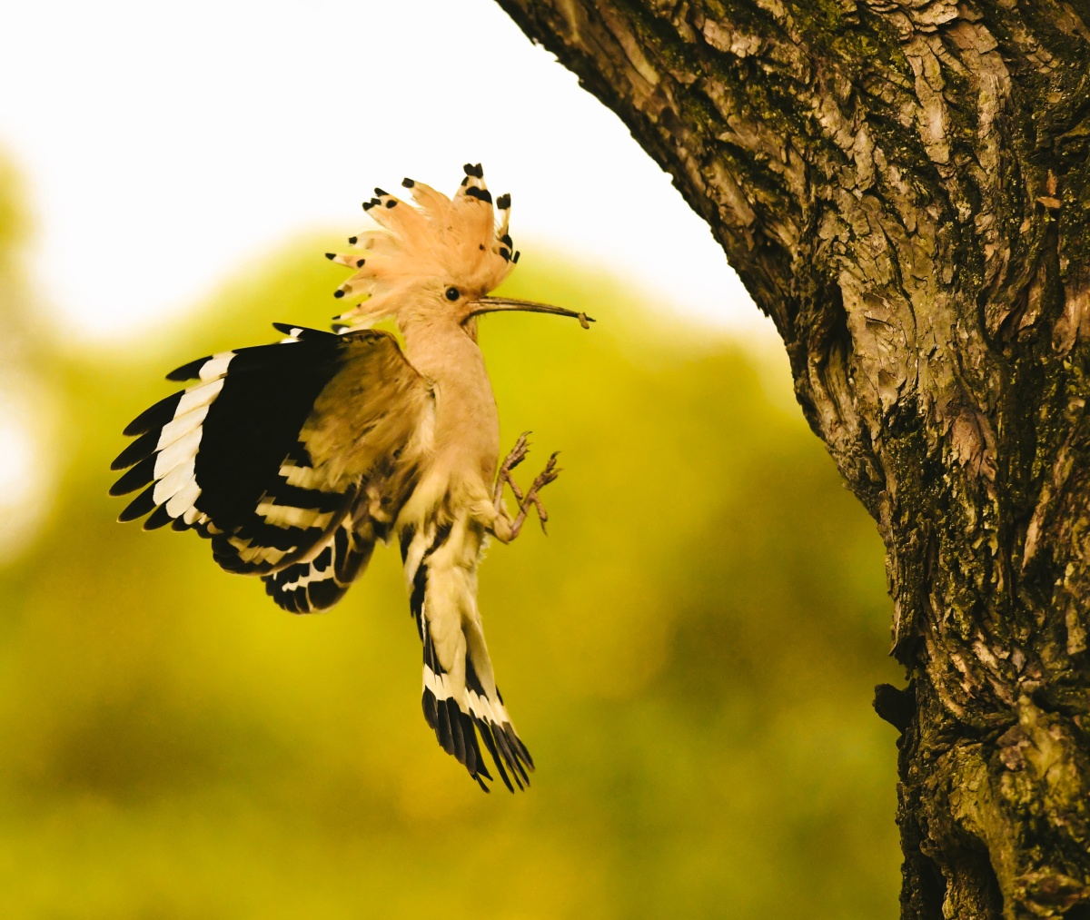 雄鸟漂亮的羽冠