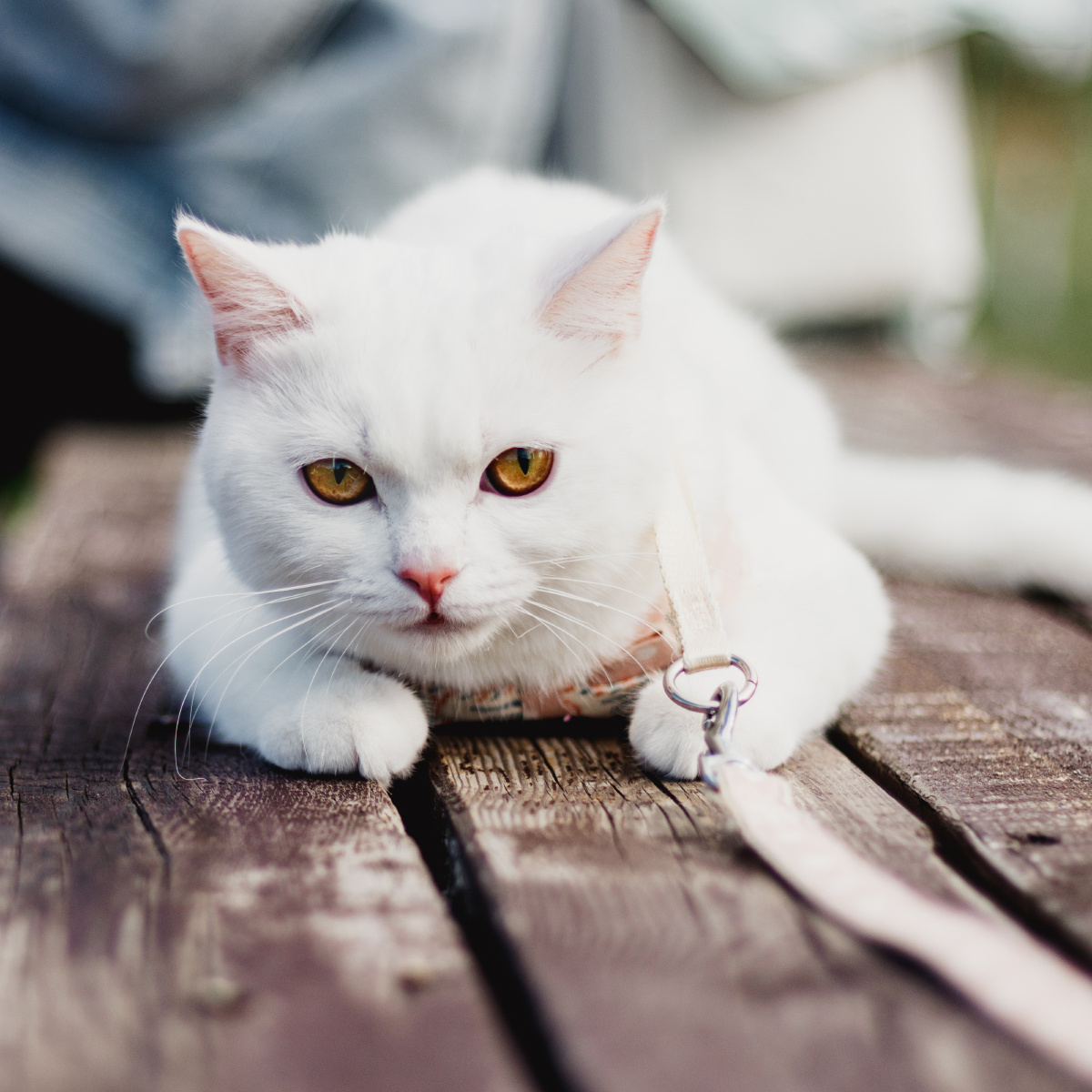 白富美英短宠物猫室内外抓拍