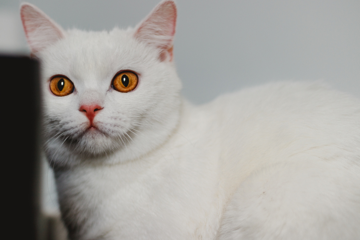 白富美英短宠物猫室内外抓拍