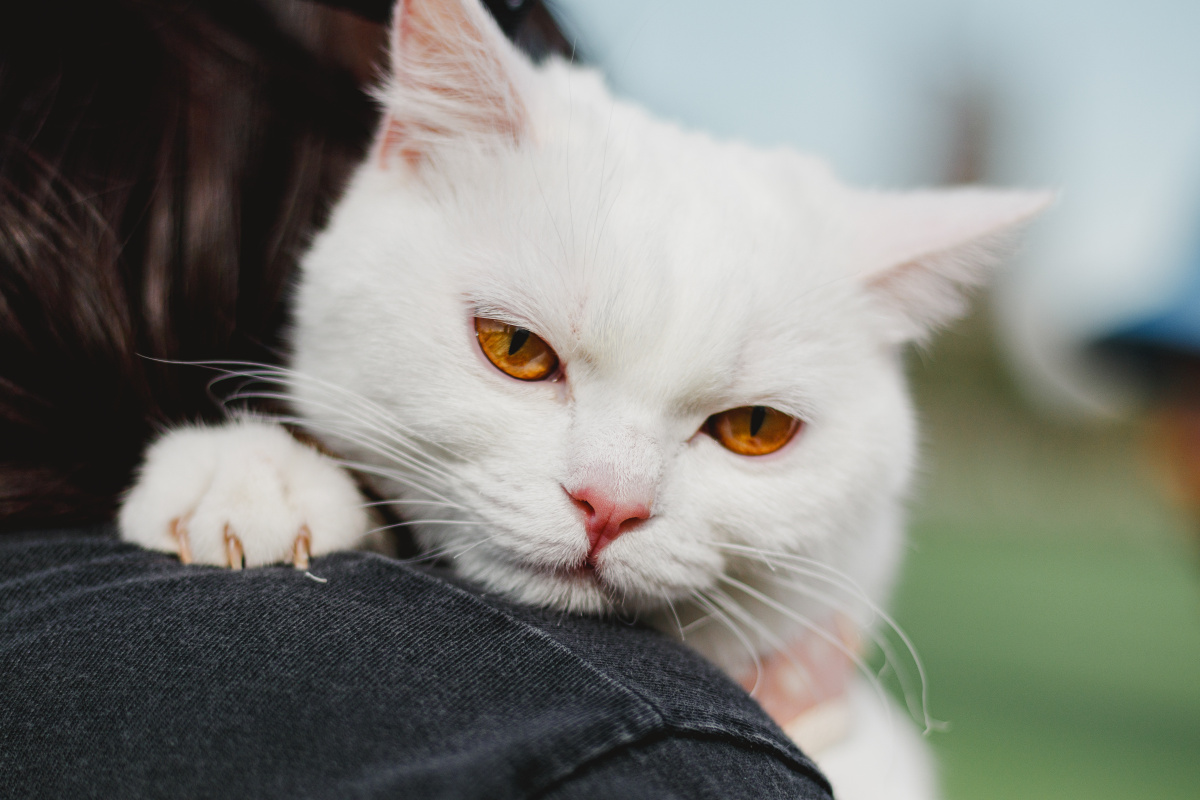 白富美英短宠物猫室内外抓拍