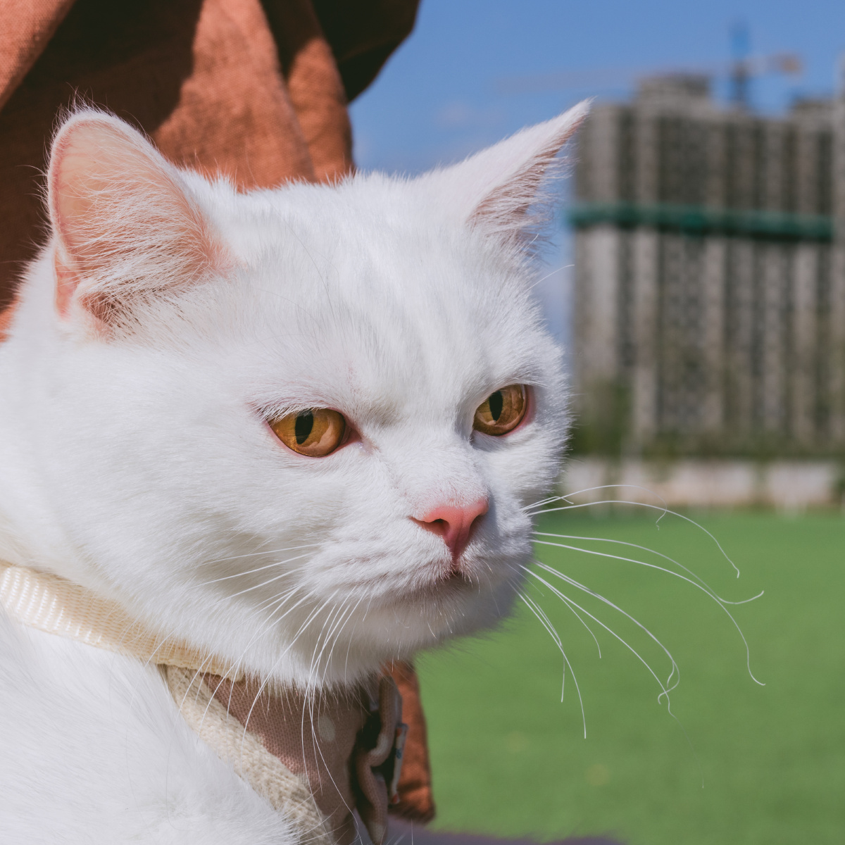 白富美英短宠物猫室内外抓拍