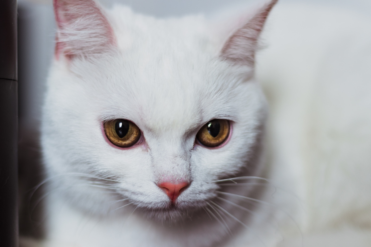 白富美英短宠物猫室内外抓拍