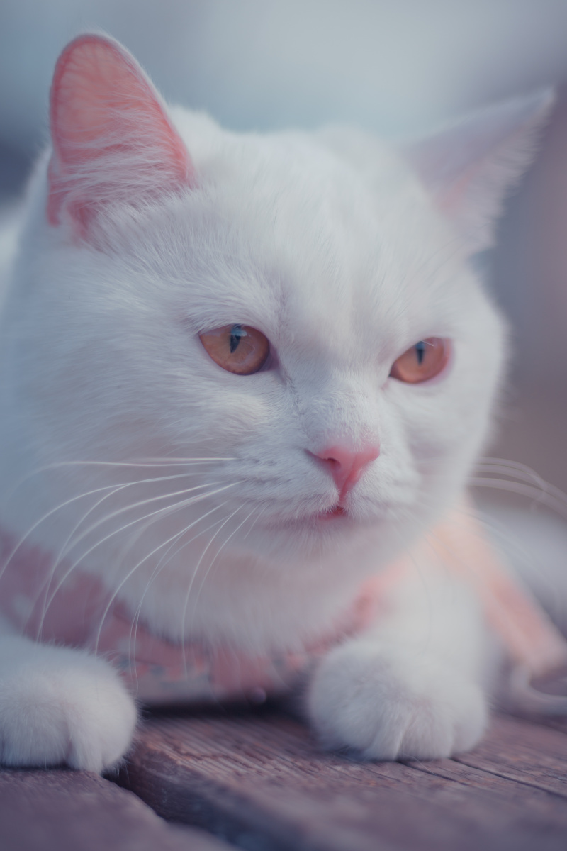 白富美英短宠物猫室内外抓拍