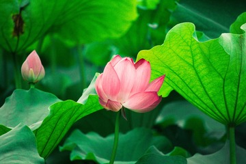 荷花