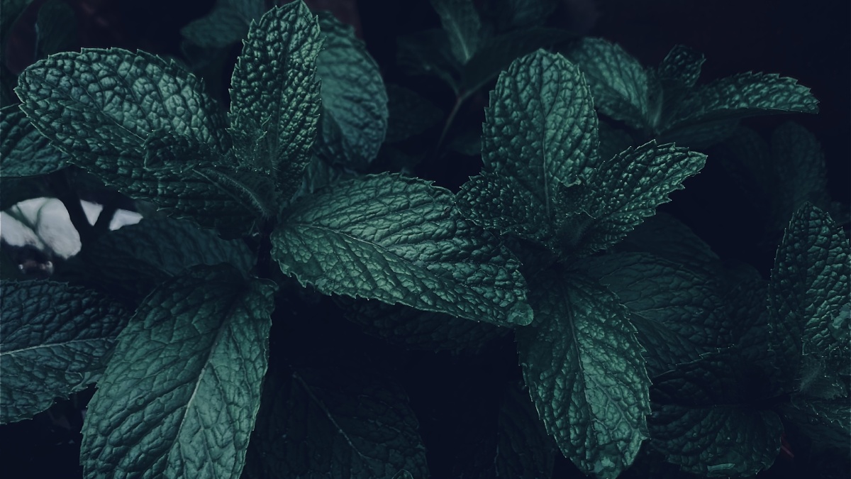 苹果手机自带墨绿色滤镜