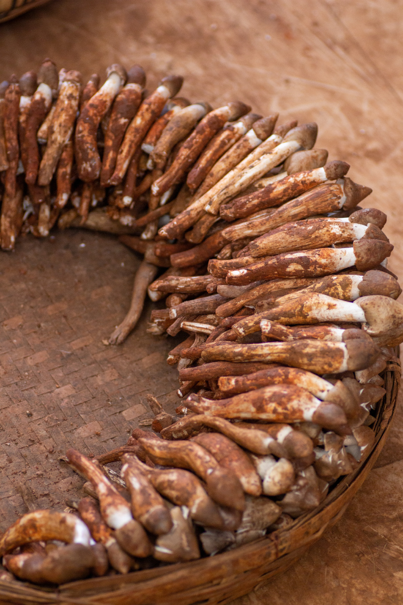 野生菌鸡枞菌 - 木木之旅行 - 图虫