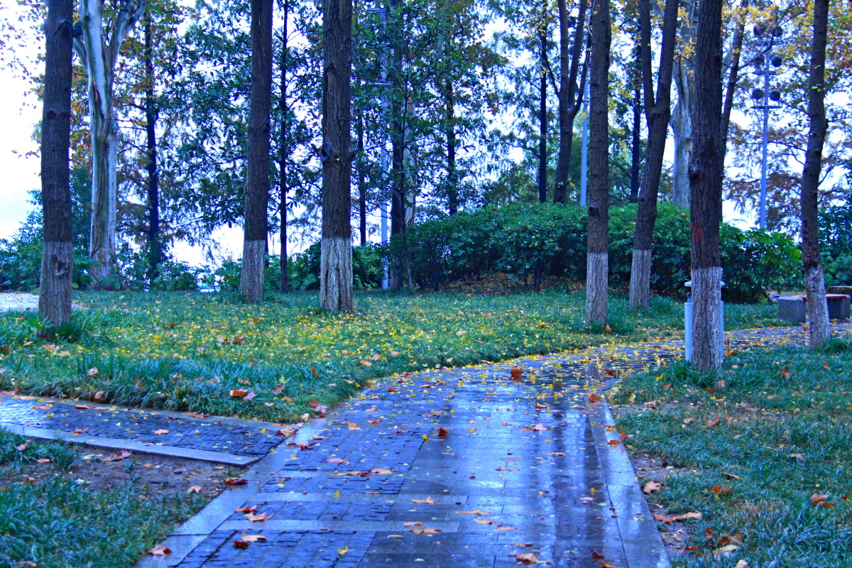 秋雨蒙蒙玄武湖作者李南