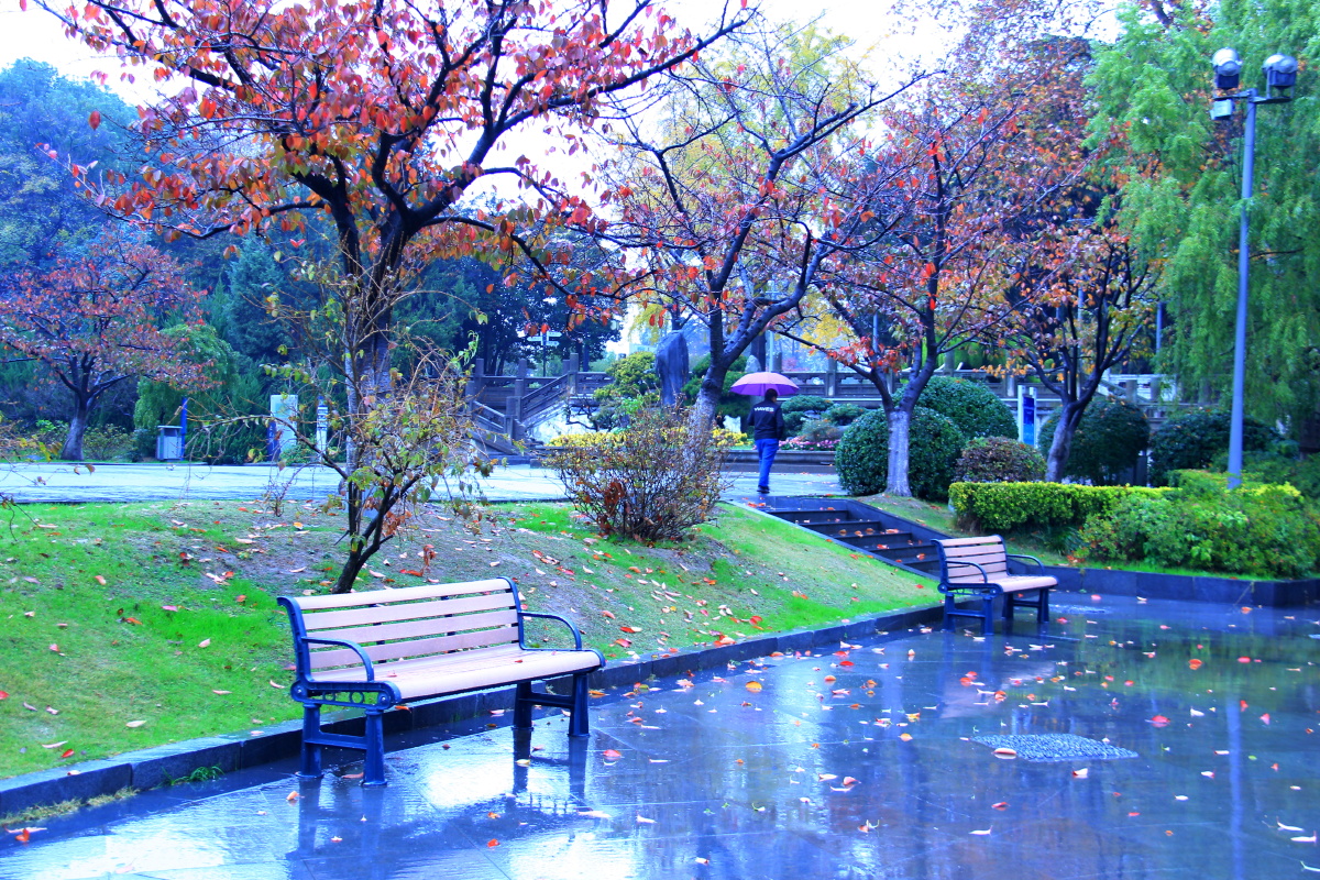 秋雨蒙蒙玄武湖作者李南