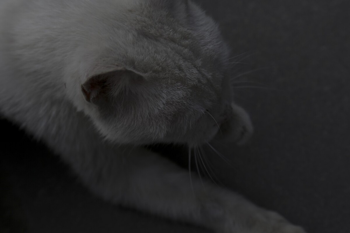 觅