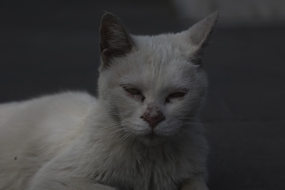 此猫