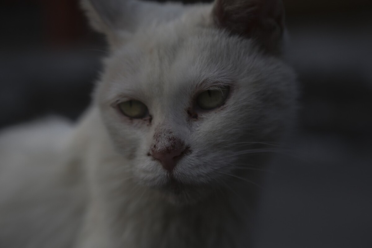 猫相-落寞