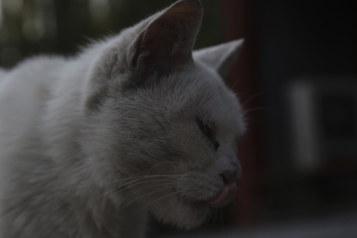 猫相-不羁