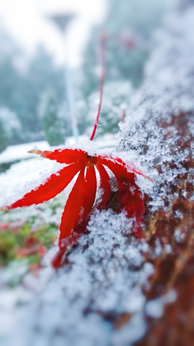 下雪了