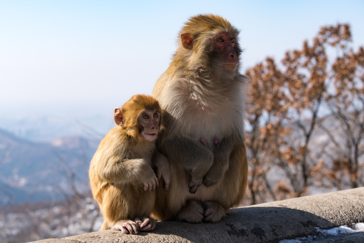 monkeys